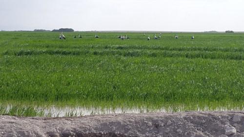 Birds in Rice Field